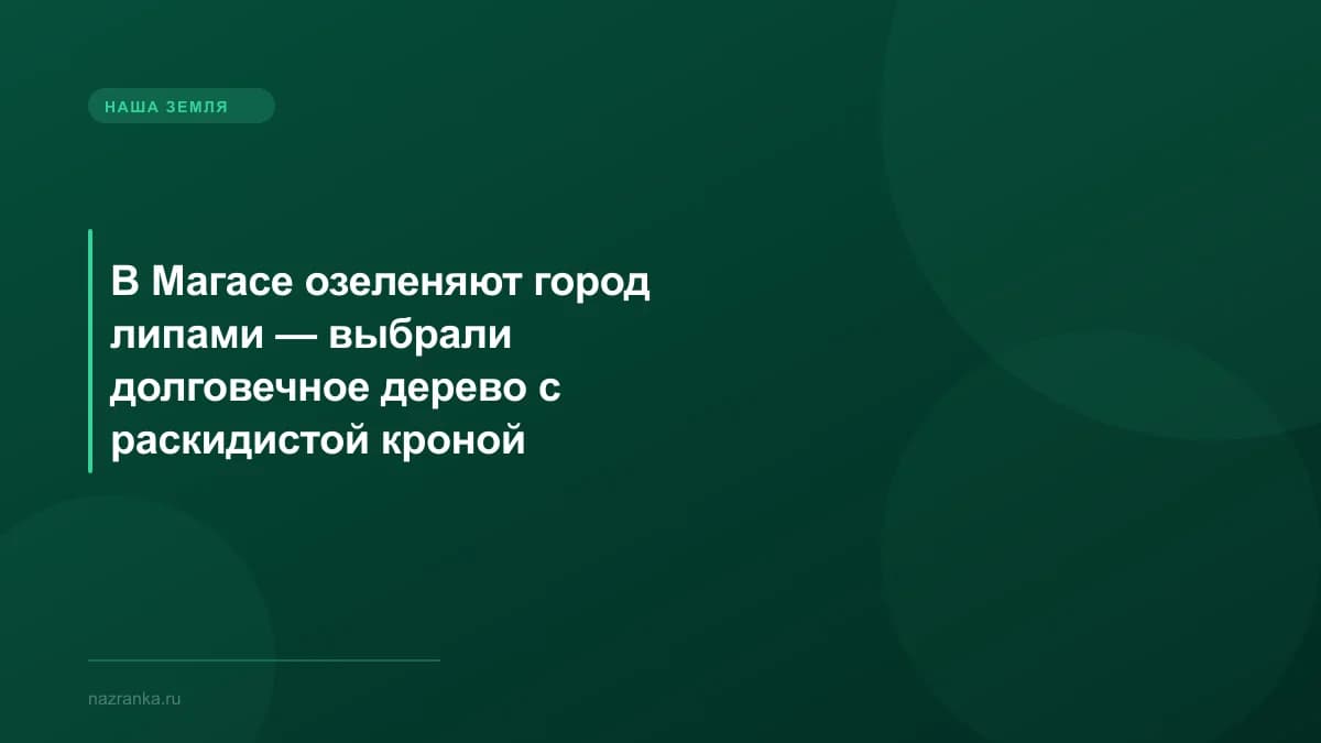 В Магасе озеленяют город липами — выбрали долговечное дерево с раскидистой кроной
